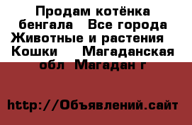 Продам котёнка бенгала - Все города Животные и растения » Кошки   . Магаданская обл.,Магадан г.